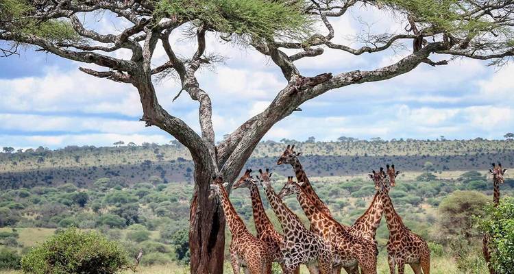 Grupo de jirafas reunidas bajo un árbol de acacia en una sabana extensa con colinas distantes.