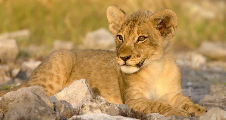 Aventure au safari d'Etosha, autotour - ATC Group 7