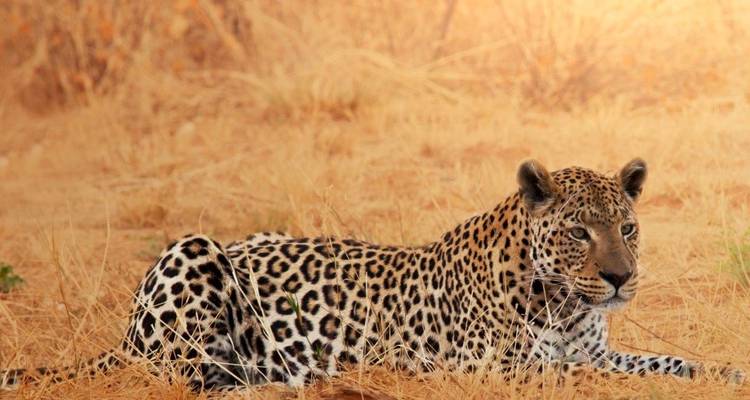 Aventure au safari d'Etosha, autotour - ATC Group 1