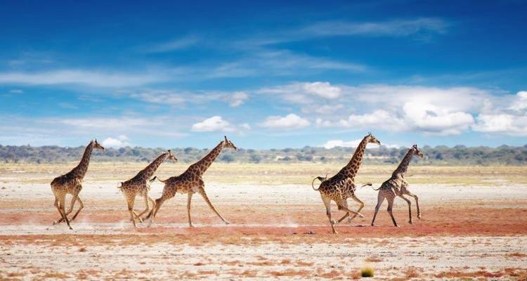 Aventure au safari d'Etosha, autotour - ATC Group 2