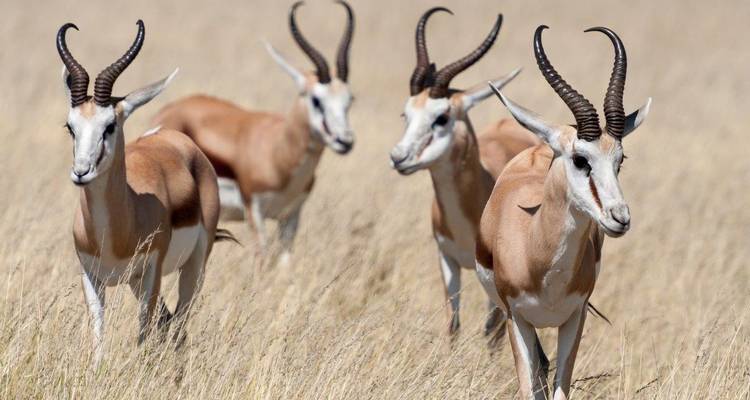 Aventure au safari d'Etosha, autotour - ATC Group 3