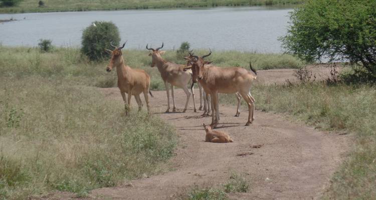 8 jours de safari en camping au Kenya et en Tanzanie - Muraa African Safaris 6
