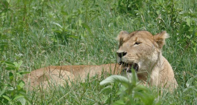 3 Days Amboseli, Lake Nakuru and Masai Mara Private Tour - Muraa African Safaris 1