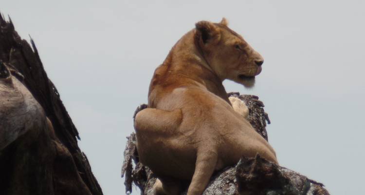3 Days Amboseli, Lake Nakuru and Masai Mara Private Tour - Muraa African Safaris 2