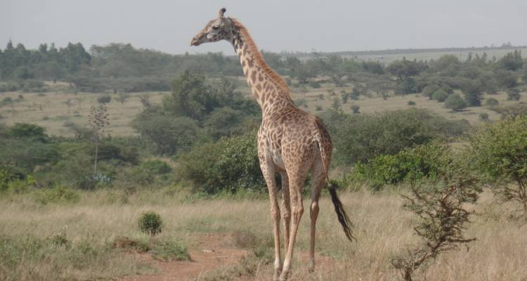 3 Days Amboseli, Lake Nakuru and Masai Mara Private Tour - Muraa African Safaris 3