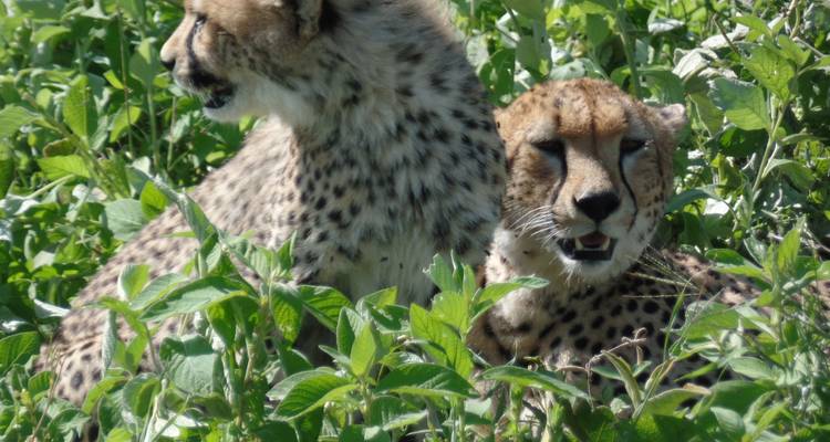 3 Days Amboseli, Lake Nakuru and Masai Mara Private Tour - Muraa African Safaris 4