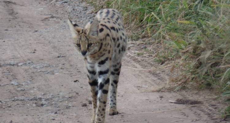 3 Days Amboseli, Lake Nakuru and Masai Mara Private Tour - Muraa African Safaris 6