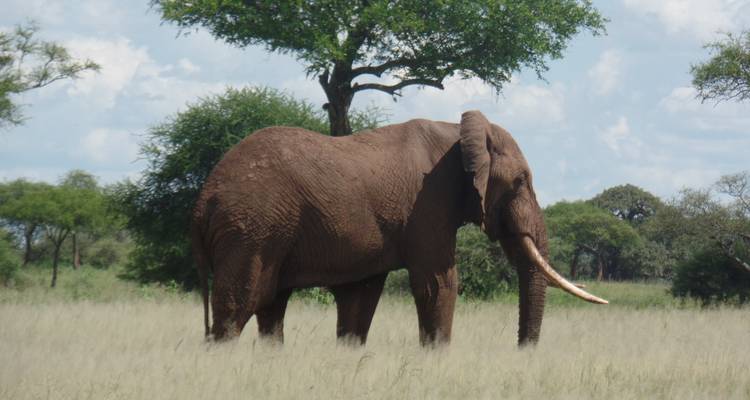 11 jours de safari au Kenya et en Tanzanie pour la mise bas des gnous - Muraa African Safaris 3