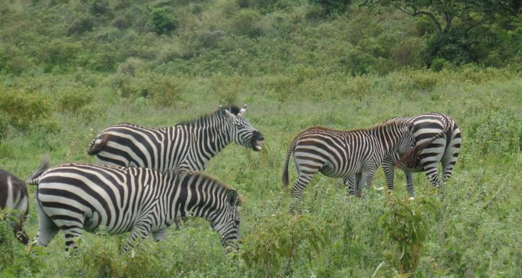 11 jours de safari au Kenya et en Tanzanie pour la mise bas des gnous - Muraa African Safaris 1