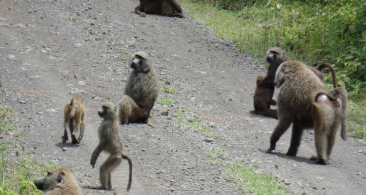 11 jours de safari au Kenya et en Tanzanie pour la mise bas des gnous - Muraa African Safaris 2