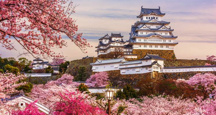 El majestuoso Castillo de Himeji blanco elevándose sobre muros de piedra entre árboles de cerezo rosa en flor.