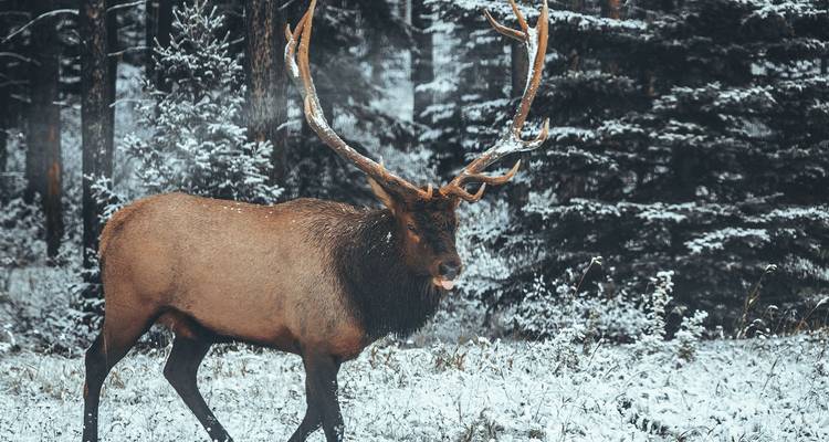 Rocheuses canadiennes et côte pacifique (classique, fin Seattle) - Insight Vacations 4