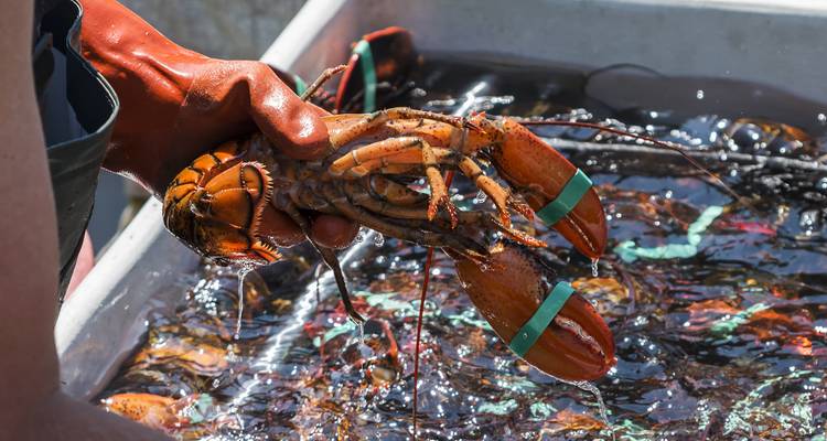 Gloved hand holding a live lobster over a tank filled with dark seawater and more lobsters.