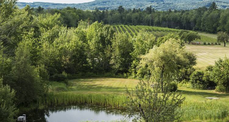 Green rural vineyard landscape with pond, orchards and distant forested hills in summer light.