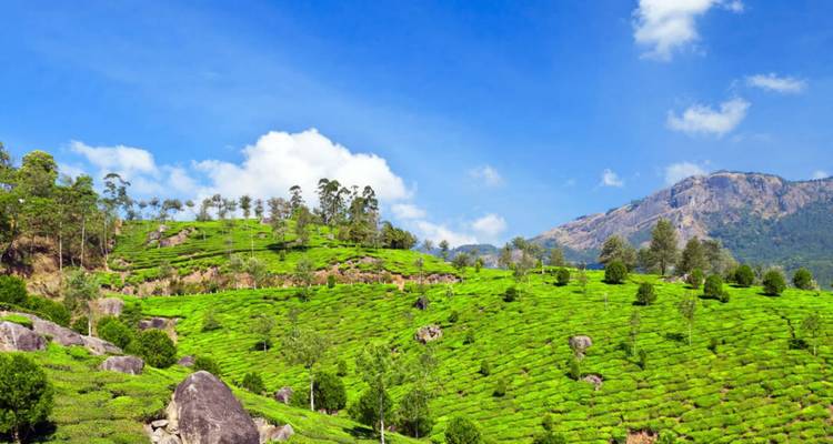 Kerala Backwaters and Wildlife Tour - UncleSam Holidays 7
