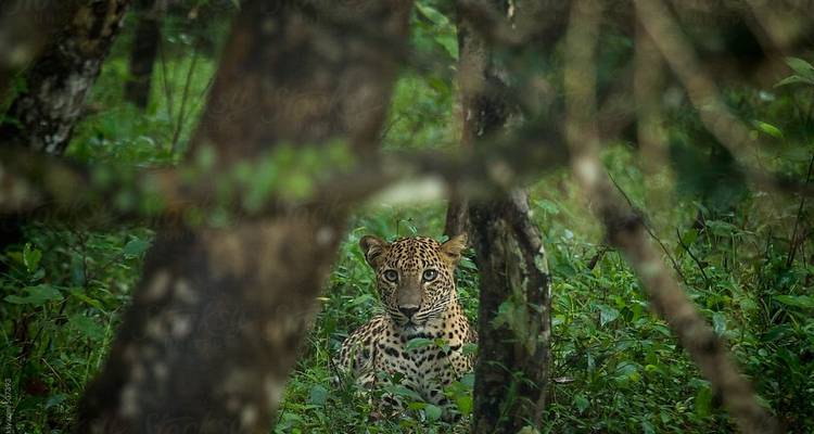 Wildlife Photography Tour India - UncleSam Holidays 4