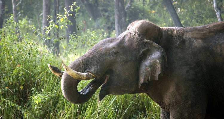 Close-up van een olifant in een groene bosomgeving.