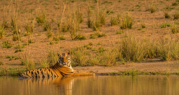 Tijger rustend in een waterpoel in een droog grasgebied.