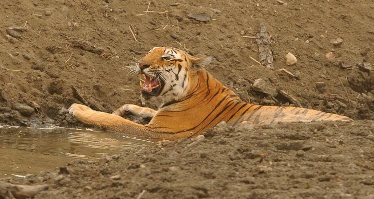 Tijger die gromt terwijl hij zit op modderig terrein.