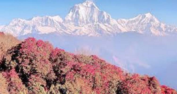 Mountain landscape with pink flowering trees in the foreground.