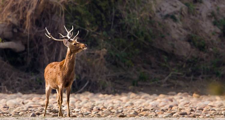 Safari por la India - UncleSam Holidays 1