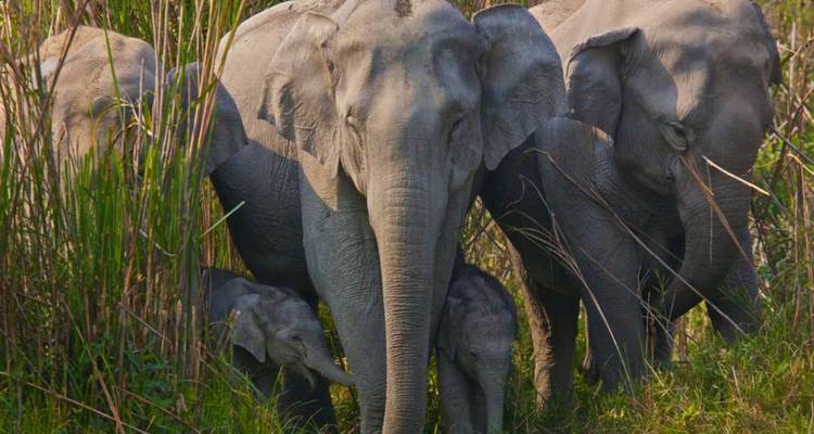 Safari por la India - UncleSam Holidays 2