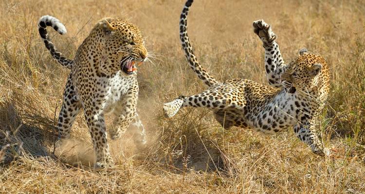 Safari por la India - UncleSam Holidays 3