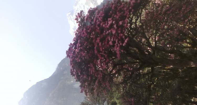 Paysage de montagne avec un arbre aux fleurs violettes.