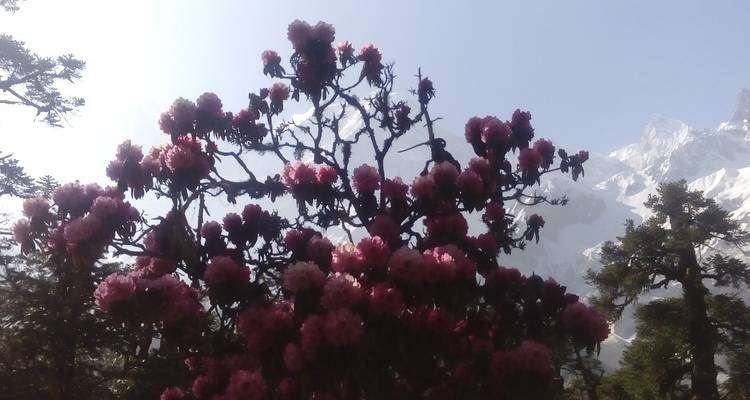 Arbre avec des fleurs roses et toile de fond de montagne enneigée.