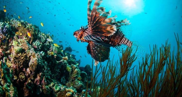 Îles Gili exotiques, excursion privée - Destination Services Indonesia 3