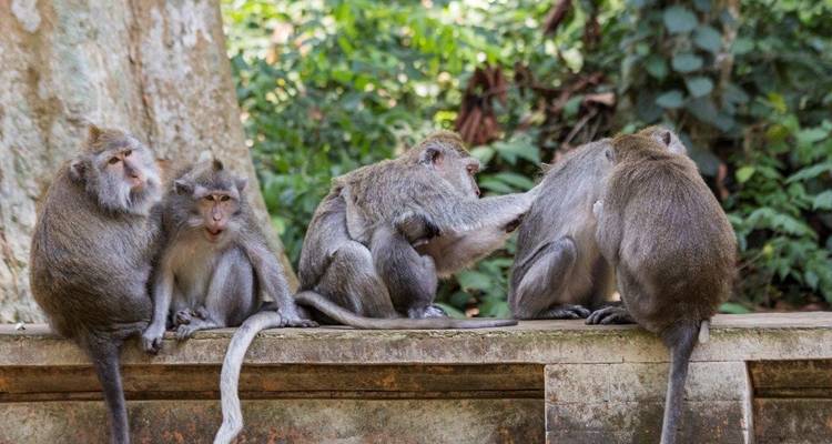 Lo más destacado de Bali y Gili, viaje privado - Destination Services Indonesia 3