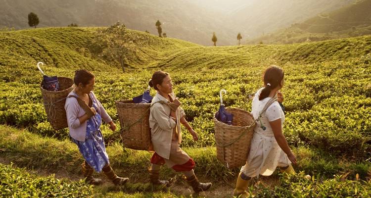Teepflücker mit Körben gehen durch eine Plantage.