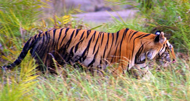 Tijger loopt door groen in zijn natuurlijke habitat.