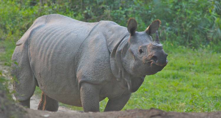 India oriental con Taj y safari por la naturaleza - UncleSam Holidays 6