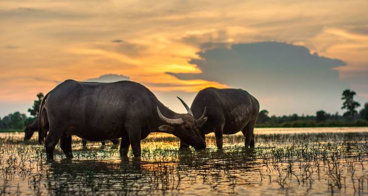 India oriental con Taj y safari por la naturaleza - UncleSam Holidays 8