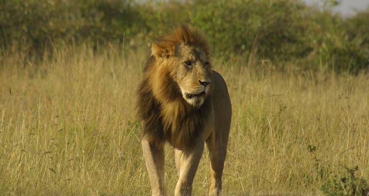 7 Days Big 5 Widlife Safari in Kenya - Samson's Safaris 3