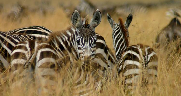 7 Days Big 5 Widlife Safari in Kenya - Samson's Safaris 4
