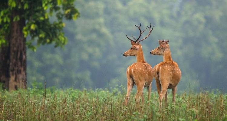 Twee herten die in een bosgebied staan.