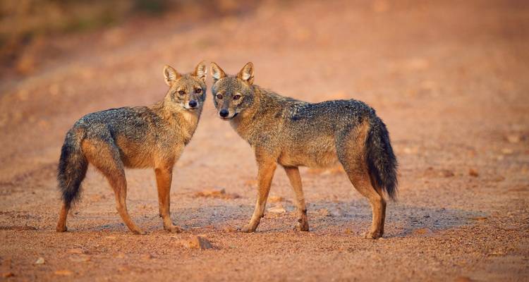 Twee wilde honden op een zandpad in de wildernis.