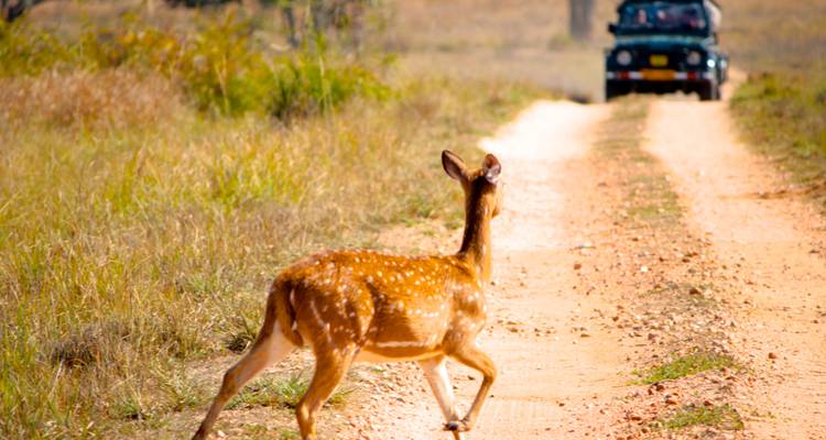 Een hert dat een onverharde weg oversteekt met een jeep op de achtergrond.