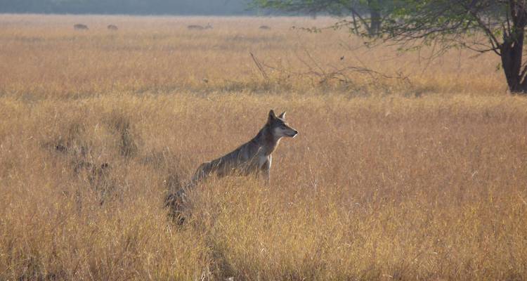 Safari por la India - UncleSam Holidays 1
