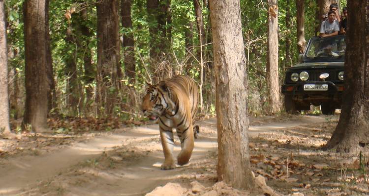 Safari por la India - UncleSam Holidays 2