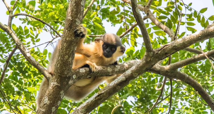 Viaje al noreste de Assam y Arunachal - UncleSam Holidays 7