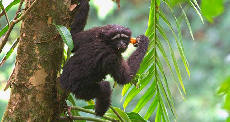 Aap zittend op een boomtak die fruit eet, omringd door weelderige vegetatie.