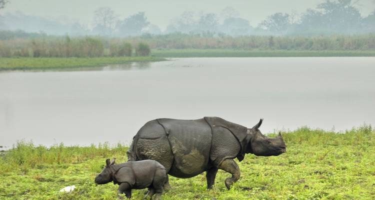 Indische neushoorn en kalf lopen langs een meer in een mistige omgeving.