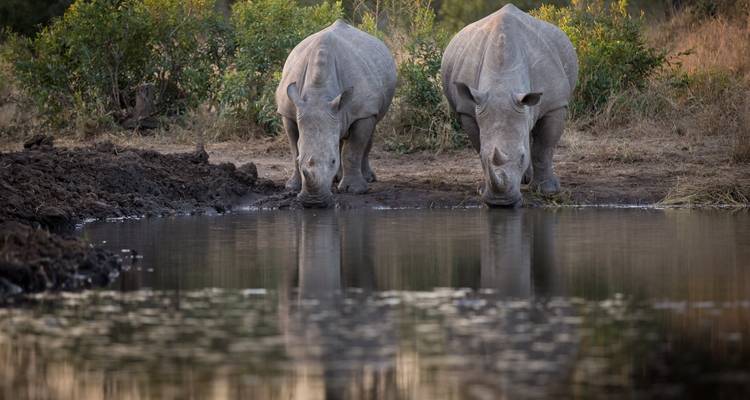 Twee witte neushoorns die drinken uit een waterbron in de wildernis.