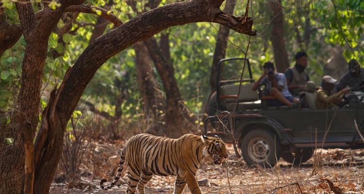 Ein Tiger, der in einem Wald läuft, während Touristen in einem Jeep ihn beobachten.