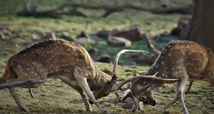 Deux cerfs qui s'affrontent avec leurs bois dans un cadre forestier.