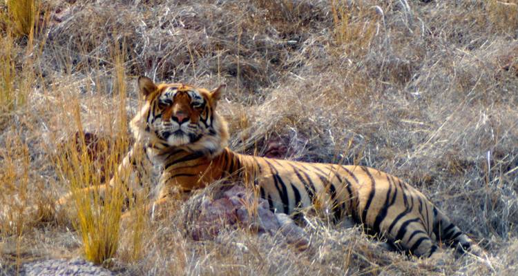 Tigre se reposant dans l'herbe sèche au parc national de Ranthambore.