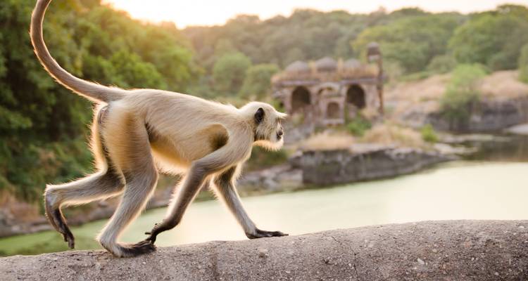 Singe marchant le long de ruines dans une zone boisée.